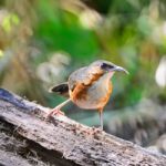 Rusty-cheeked Scimitar-babbler Stock Photo