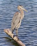 Photo Of A Great Blue Heron Standing On A Log Stock Photo