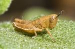 Orange Grasshopper (pezotettix Giornae) Stock Photo