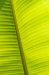 Banana Leaf Texture Stock Photo