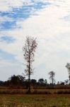 Dry Trees On A Field Stock Photo