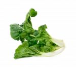 Bok Choy Vegetable Isolated Stock Photo