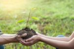 Couple Planting And Watering A Tree Together On A Summer Day In Stock Photo