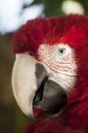 Scarlet Macaw Stock Photo