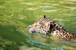 Orange Jaguar Swimming Stock Photo