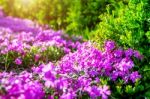 Flower With Sunlight In Spring. Nature Background In Spring Stock Photo