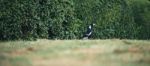 Australian Magpie Outdoors Stock Photo