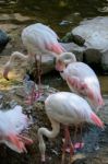 Fuengirola, Andalucia/spain - July 4 : Greater Flamingos (phoeni Stock Photo