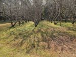 Trees, No Leaves Stock Photo