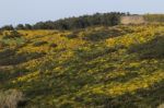 Landscape With Ulex Densus Shrubs Stock Photo