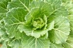 Cabbage Stock Photo