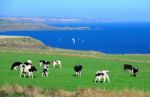 Cows Are On The Meadow Stock Photo