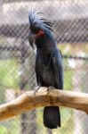 Black Palm Cockatoo Stock Photo