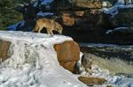 2 Gray Wolves Stock Photo