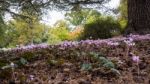 Wild Cyclamen (persicum) In Full Bloom Stock Photo