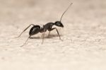 Ant Stock Photo