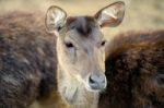 Deer Outside During The Day Stock Photo