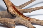 Centipede Stock Photo