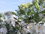 Nature And Flowers In The Park Stock Photo