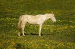 White Horse On A Landscape Field Of Yellow Flowers Stock Photo