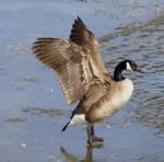 Strong Beautiful Goose Stock Photo