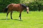 Inquisitive Horse Stock Photo