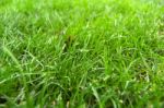 Grass Stock Photo