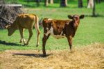 Country Calves In Queensland Stock Photo