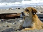 A Dog Sitting In The Street At The Seaside In The Summer Stock Photo