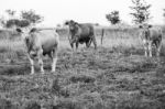 Country Cows Stock Photo