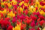 Celosia Bedding Plants Outside The British Colombia Parliament B Stock Photo