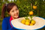 Gardener Girl In Orange Garden, North Of  Thailand Stock Photo