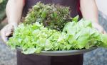 Hand On Group Of Salad Vegetable Stock Photo