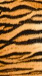 Tiger Skin Stock Photo