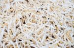 Bean Sprouts Stock Photo