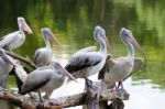 Group Of Pelicans Stock Photo