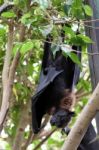 Flying Fox Bat (pteropus) Asleep At The Bioparc In Fuengirola Stock Photo