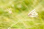 Poaceae Grass Flower Stock Photo