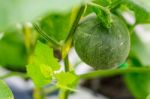 Small Japan Melon (honeydew Melon) In Farm Stock Photo