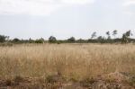 Rural Meadows On The Algarve Region Stock Photo