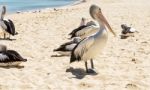 Birds Resting On The Beach Stock Photo