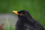 Blackbird Stock Photo