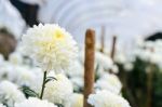 White Chrysanthemum Morifolium Flowers In Garden Stock Photo