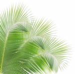 Coconut Leaf Isolated On White Background Stock Photo