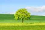 Isolated Tree Stock Photo