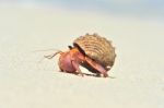 Hermit Crab Stock Photo