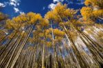 Rows Of Yellow Aspens Stock Photo