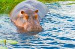 Hippopotamus Stock Photo