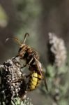 Vespa Crabro Stock Photo