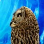 Great Grey Owl Stock Photo